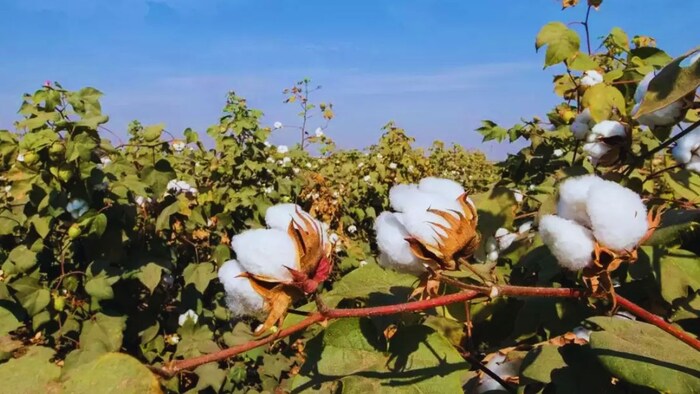 कपास की खेती