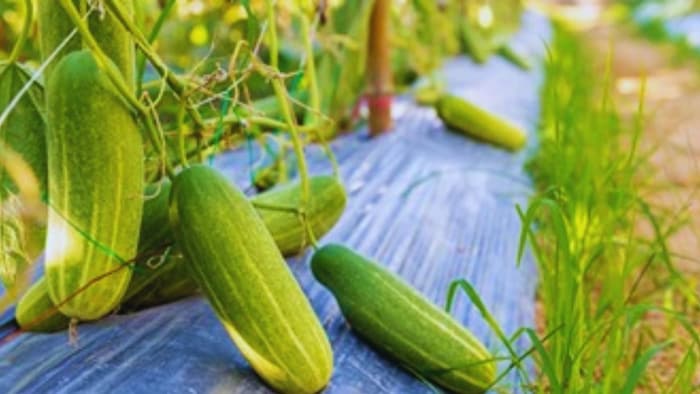 खीरे को मुरझाने और मरने से बचाएं