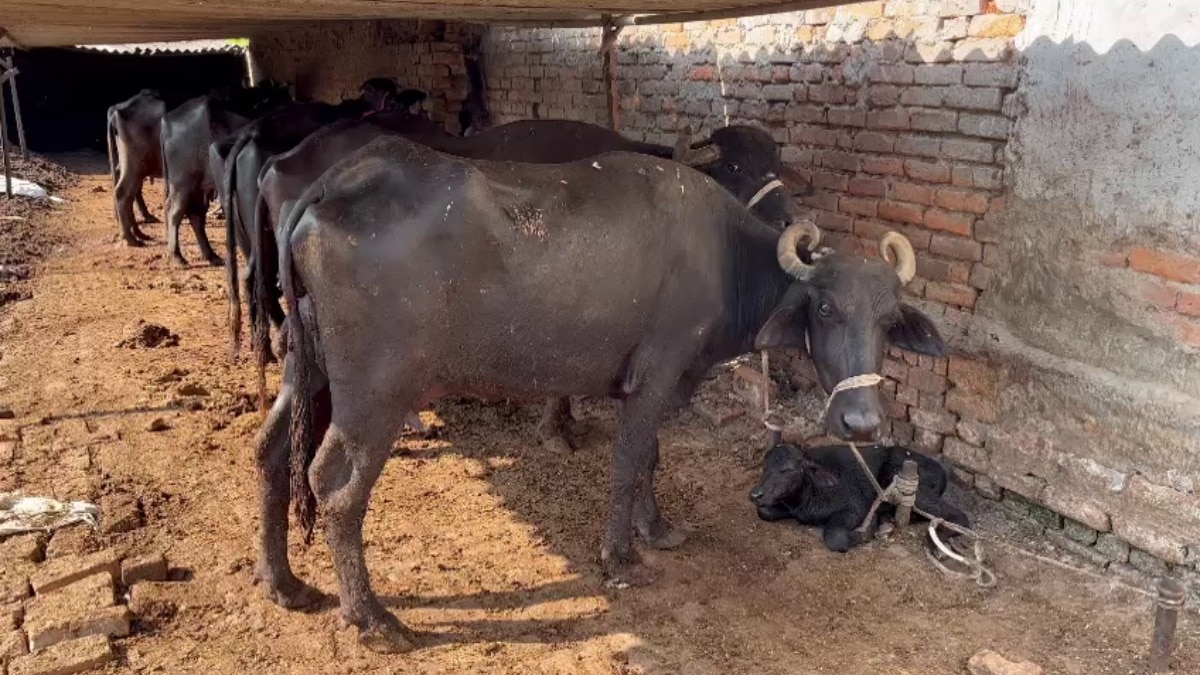 बीमारी से बचाव के लिए पशु चिकित्सा विभाग ने टीकाकरण अभियान शुरू किया है. (Photo-Kisan Tak)