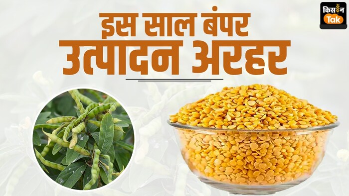 अरहर का रकबा तोड़ सकता है रिकॉर्ड, बंपर उत्पादन के आसार