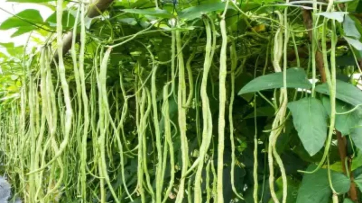 लोबिया फसल