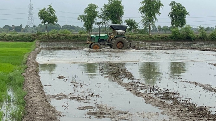 धान की खेती ने मंद मंद पकड़ी रफ्तार, खेत की जुताई के दाम में दिख रहा स्थिर