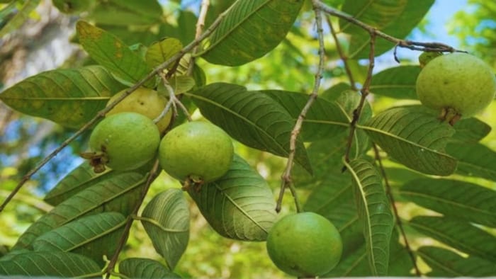 अमरूद की नई किस्म