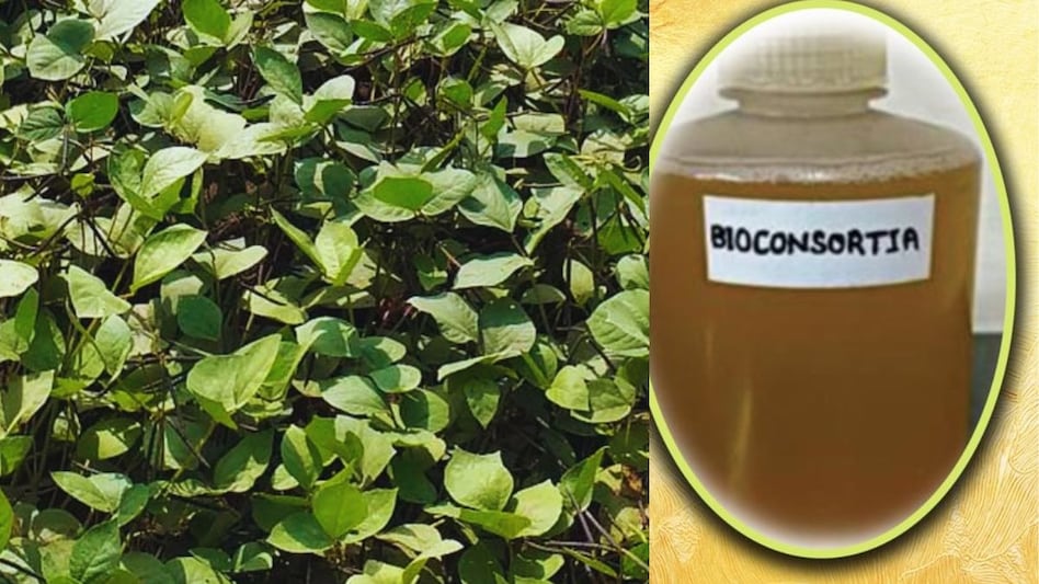 एक दवा से दो काम: फसलों पर छिड़काव करें या बीजोपचार, दोनों में काम आएगी ये दवाई एक दवा से दो काम: फसलों पर छिड़काव करें या बीजोपचार, दोनों में काम आएगी ये दवाई