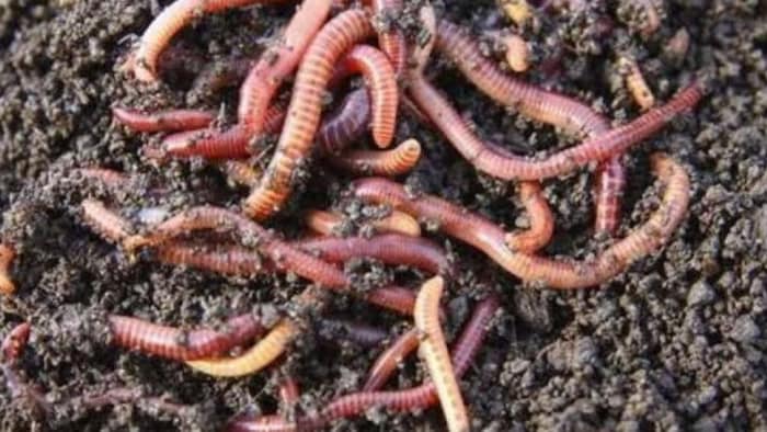 केंचुआ खाद में है बंपर कमाई. (सांकेतिक फोटो)