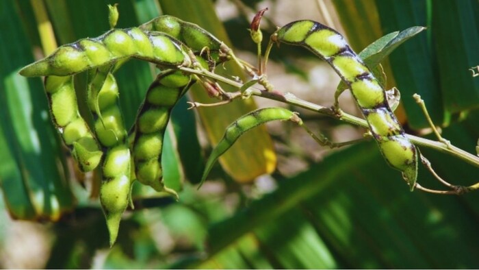 अरहर की बीज