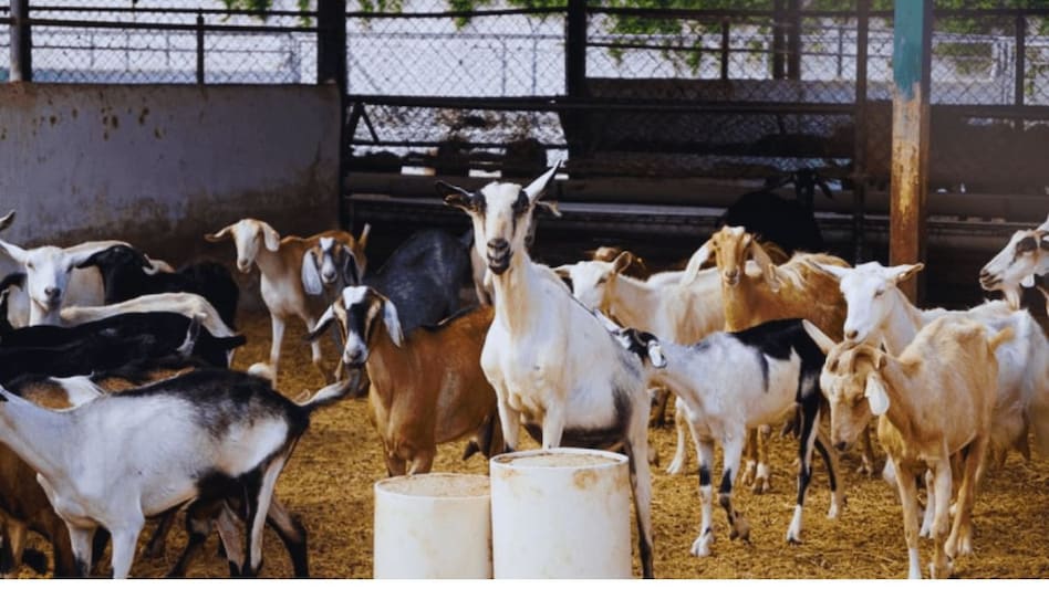 Goat Farming: बेहतर कमाई का जरिया हैं ये 4 विदेशी नस्ल की बकरियां, देसी गाय से अधिक देती हैं दूध Goat Farming: बेहतर कमाई का जरिया हैं ये 4 विदेशी नस्ल की बकरियां, देसी गाय से अधिक देती हैं दूध