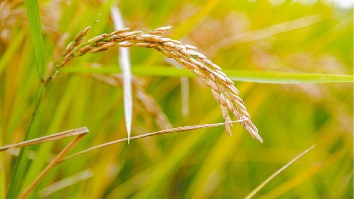 DSR विधि से नर्सरी में लगने वाला करीब 25 दिन का समय बच जाता है.