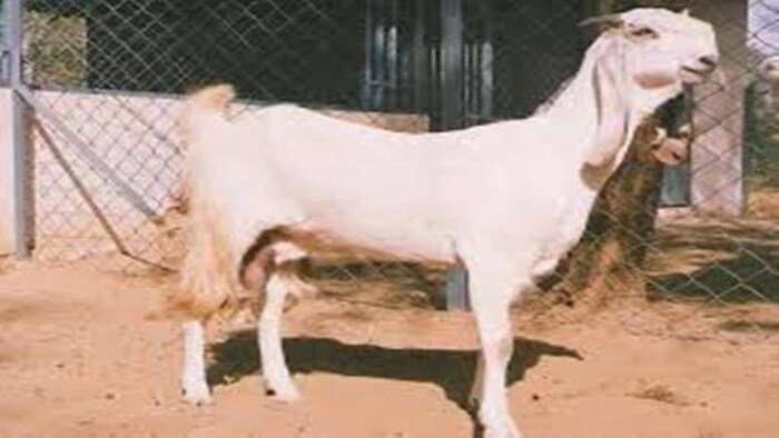 जमनापारी नस्ल की बकरी (फाइल फोटो)