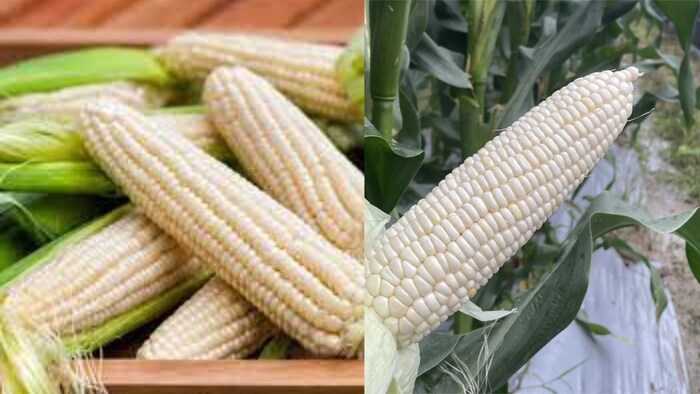 मोमी मक्का की बढ़ती वैश्विक मांग