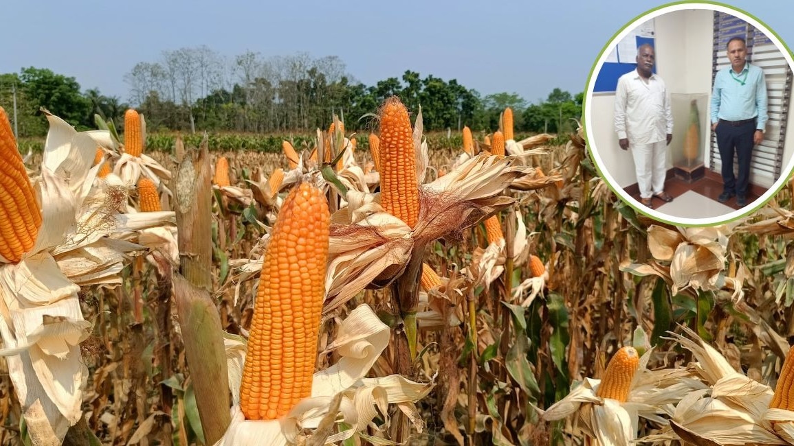 धान की खेती छोड़ कर रहे मक्के की खेती