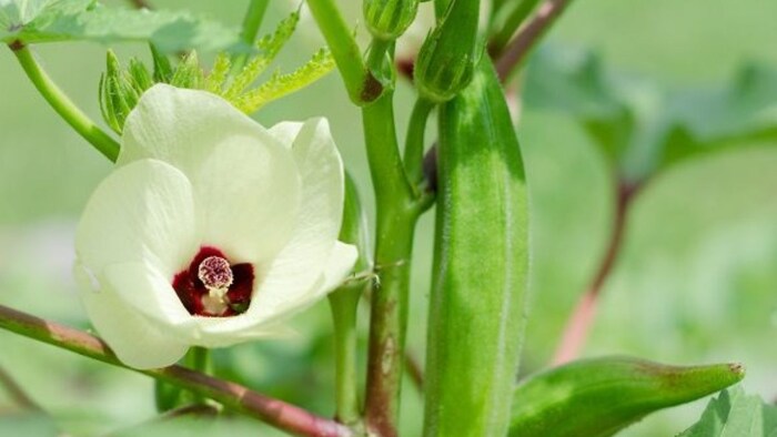 भिंडी की खेती (सांकेतिक तस्वीर)