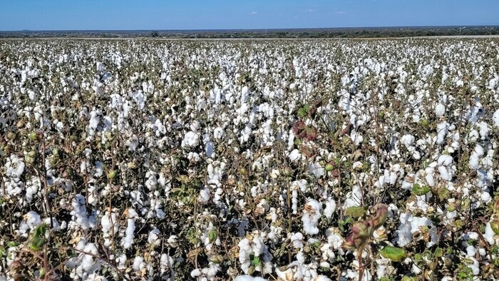 साल 2017-2018 में पहली बार गुलाबी सुंडी का हमला देखा गया था