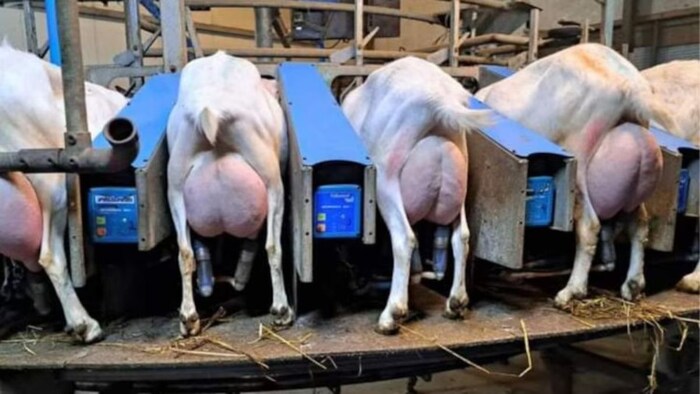 बकरी पालन में है बंपर कमाई. (सांकेतिक फोटो)