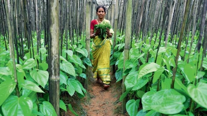 पान की खेती करने वाले किसानों के लिए खुशखबरी
