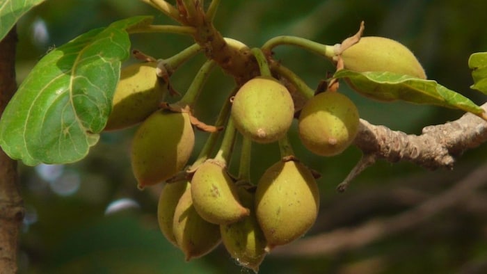 ये है महुआ की नई वैरायटी