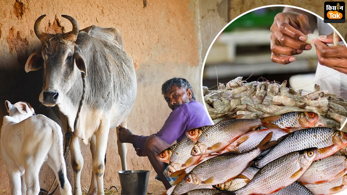 Budget 2024: डेयरी और मछली-झींगा को क्या मिला बजट में, पढ़ें इस बारे में पूरी डिटेल 