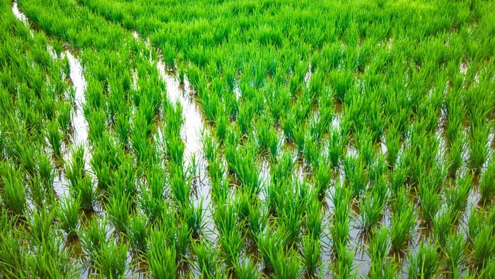 राज्यसभा सांसद बोले पंजाब के किसानों पर थोपी गई धान की खेती