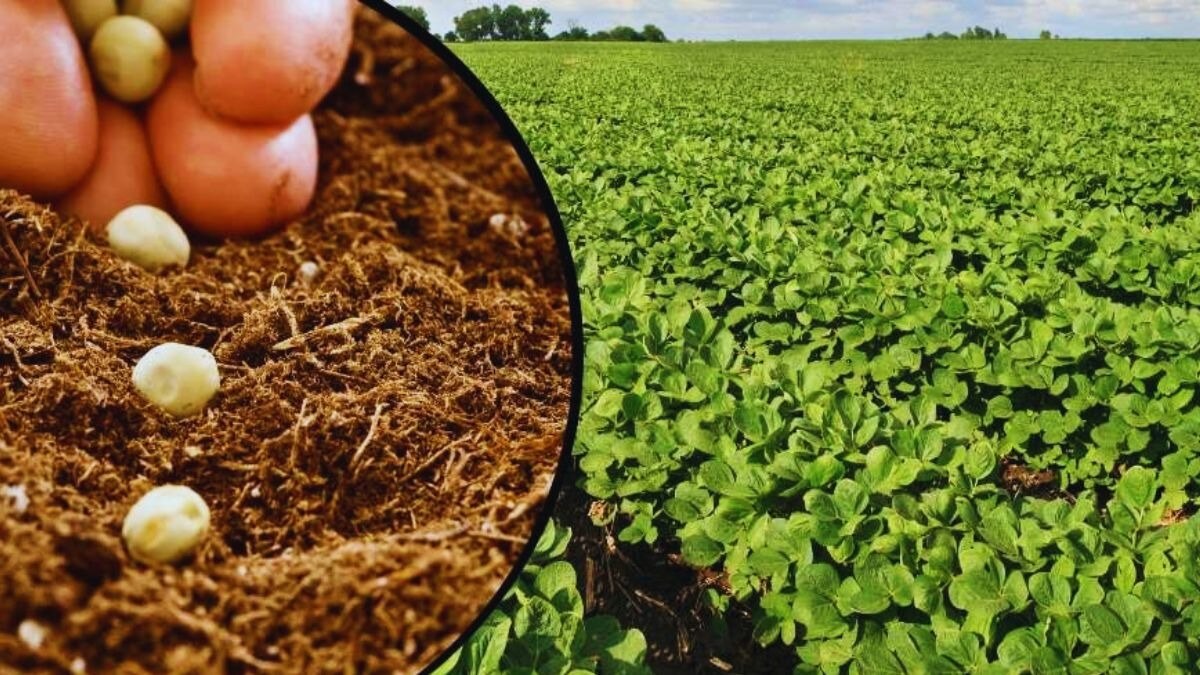 सोयाबीन की NRC 181 किस्म