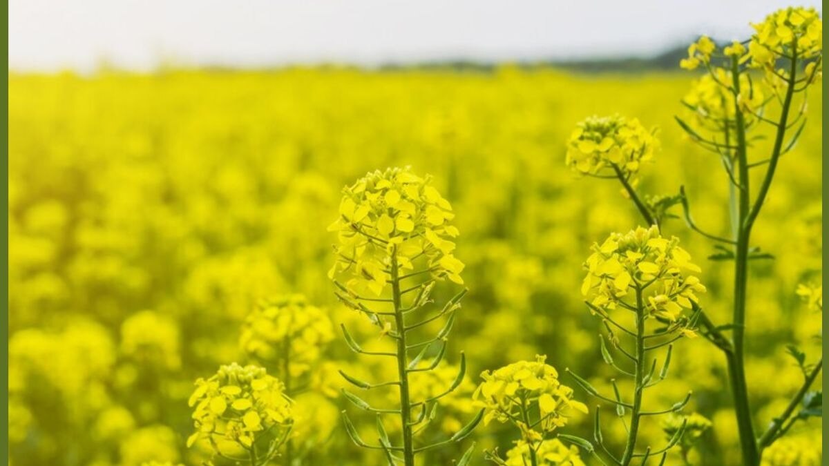 जीएम सरसों को लेकर सुप्रीमकोर्ट की बेंच के जजों ने अलग-अलग फैसला सुनाया है. (सांकेतिक तस्वीर)