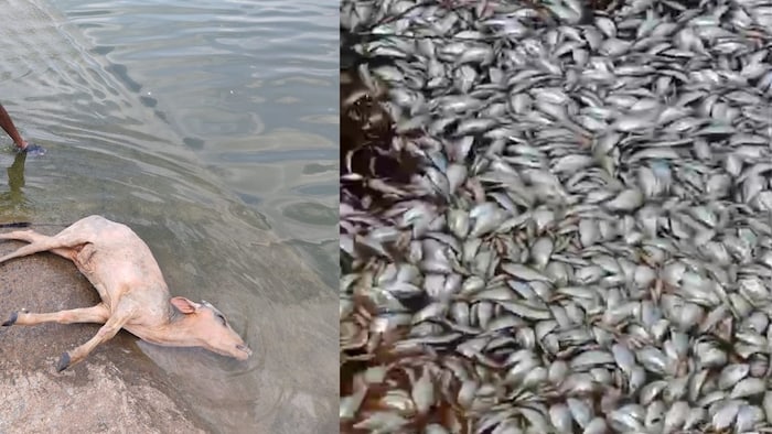 छत्तीसगढ़ की पवित्र नदी शिवनाथ पर जहरीले पानी का संकट