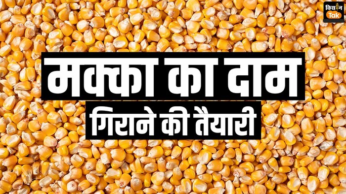 मक्का का दाम कितना है.