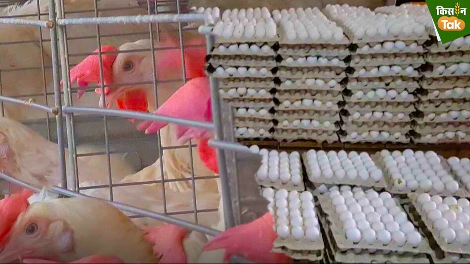Poultry: ...तो सस्ते नहीं होंगे बाजार में अंडे-चिकन, ये है बड़ी वजह Poultry: ...तो सस्ते नहीं होंगे बाजार में अंडे-चिकन, ये है बड़ी वजह