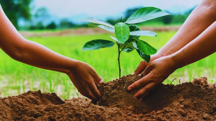 बरसात में ऐसे लगाएं पौधे