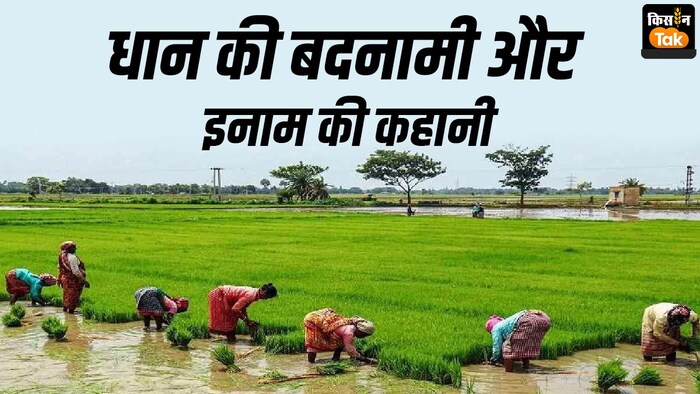 धान की खेती से होने वाले नुकसान को देखते हुए कई राज्यों में फसल विविधिकरण पर जोर