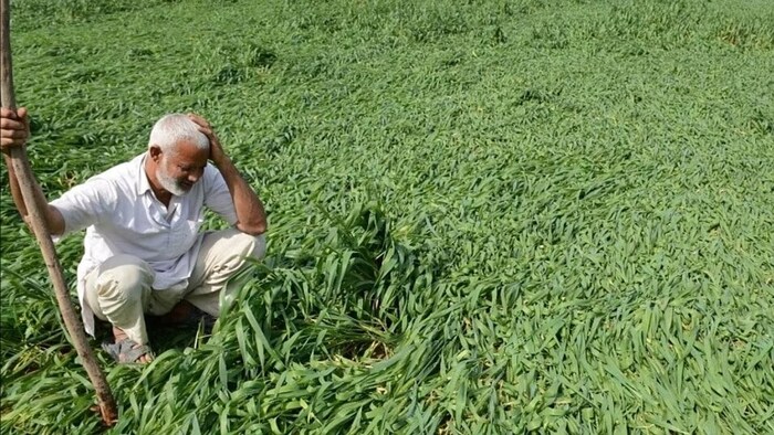 बारिश के कारण फसलों को हुआ नुकसान (सांकेतिक तस्वीर)