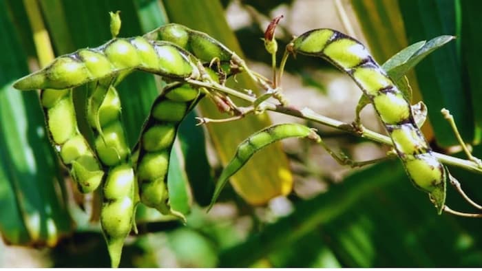 अरहर की खेती