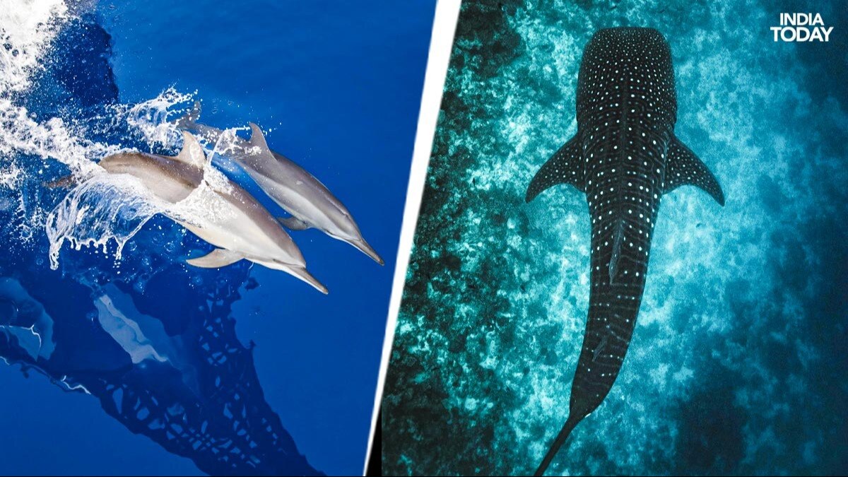 From the dolphins to the elusive whale shark, you can catch a bevy of sea creatures in the Maldives. Photos: Getty Images, Unsplash