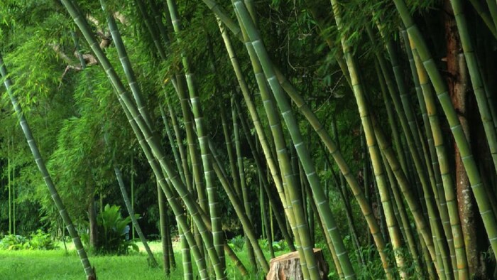 बांस की खेती के लिए सरकार दे रही सब्सिडी