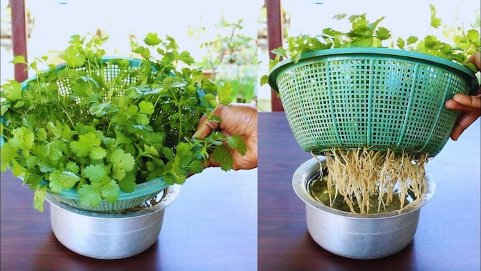 पानी में धनिया कैसे उगाएं