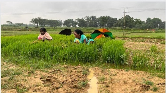 झारखंड में बारिश कमी (सांकेतिक तस्वीर)