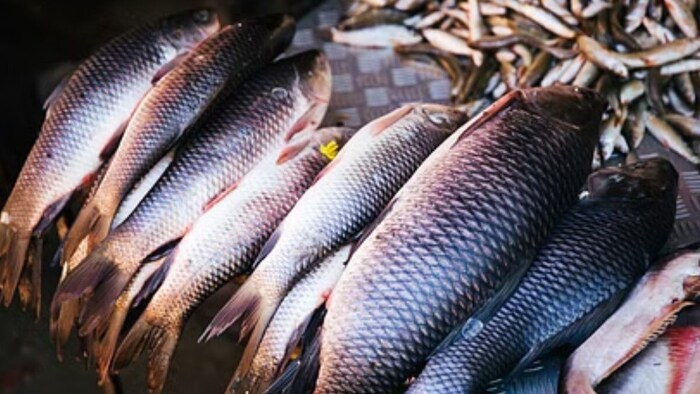 मछली पालन से मिली सफलता (सांकेतिक तस्वीर)