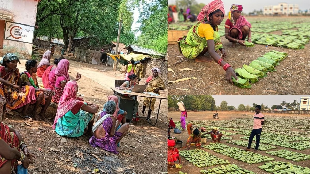 छत्तीसगढ़ में आदिवासियों के लिए तेंदूपत्ता संग्रह करना आय का स्रोत है