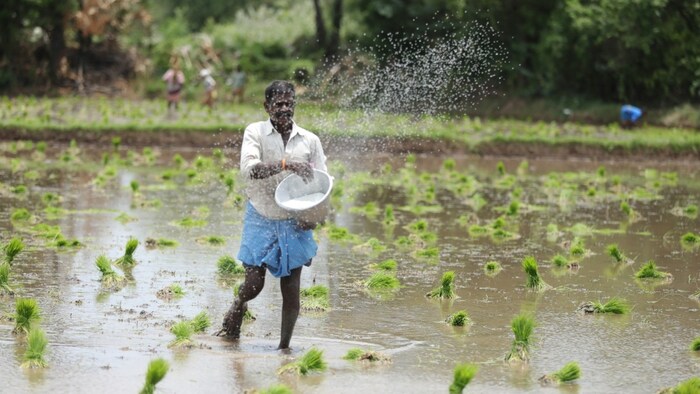 पंजाब में धान के किसानों के लिए नई स्कीम