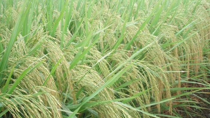 बासमती धान में कीटों की रोकथाम के प्रभावी उपाय