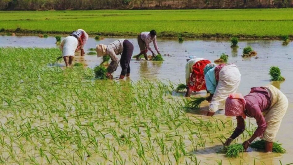 झारखंड में कम बारिश से खरीफ फसलों की खेती प्रभावित, सिर्फ 5.59 लाख हेक्टेयर में बुवाई, उपज में गिरावट की आशंका झारखंड में कम बारिश से खरीफ फसलों की खेती प्रभावित, सिर्फ 5.59 लाख हेक्टेयर में बुवाई, उपज में गिरावट की आशंका
