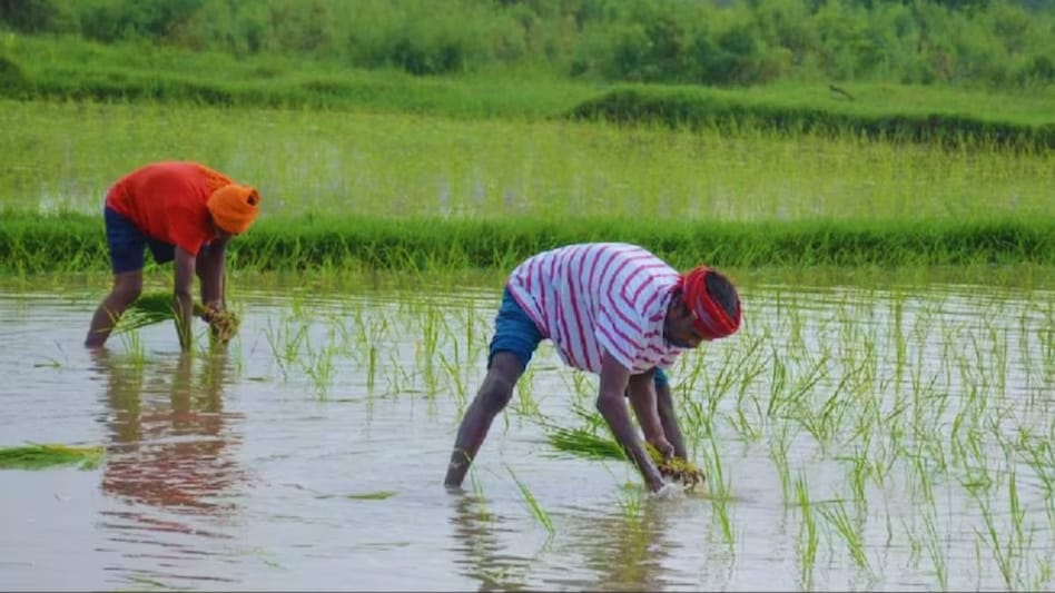 Paddy Farming Tips: धान की फसल में रोपाई के बाद कब और कितना देना चाहिए पानी? जानिए Paddy Farming Tips: धान की फसल में रोपाई के बाद कब और कितना देना चाहिए पानी? जानिए