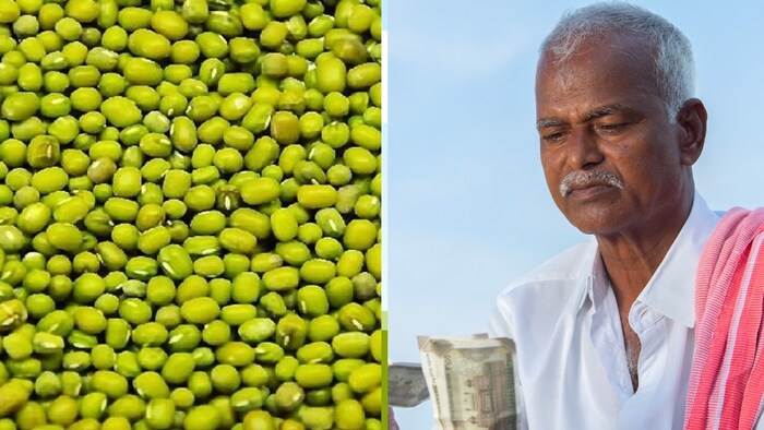 बुंदेलखंड में मूंग की खेती करने वाले किसानों के लिए खुशखबरी (Photo-Kisan Tak)