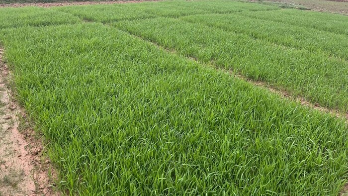 झारखंड में धान की खेती (सांकेतिक तस्वीर)