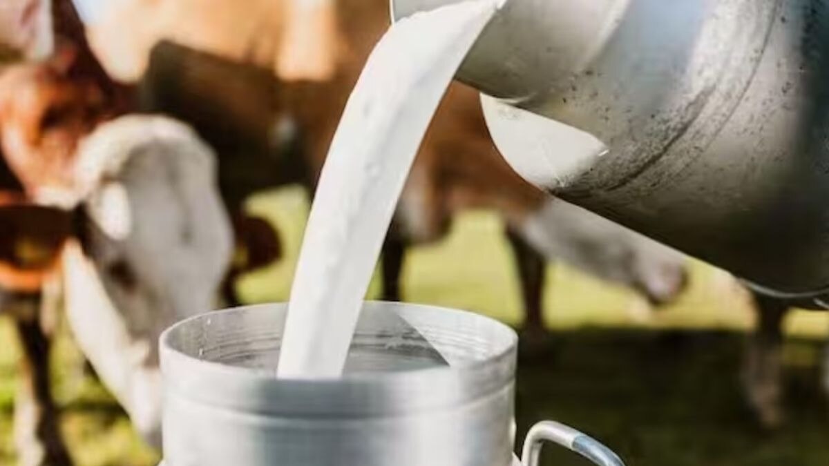 A2 मिल्क से बढ़ी किसान की कमाई, 1000 रुपये किलो बिकता है पनीर 