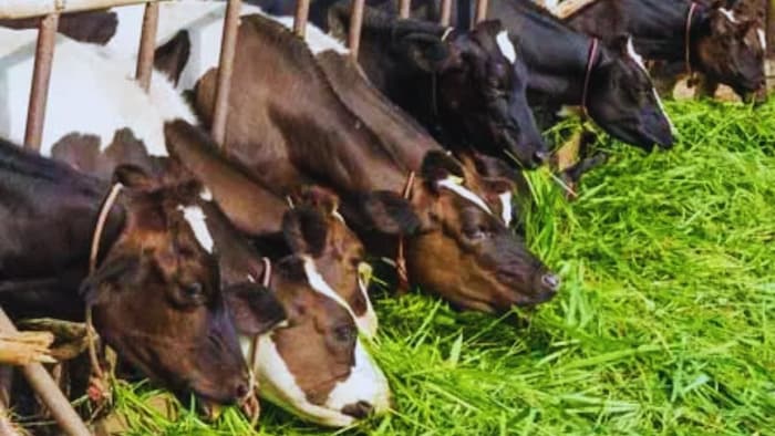 पशुओं को खिलाएं ये चारा