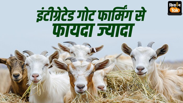 इंटीग्रेटेड गोट फार्मिंग