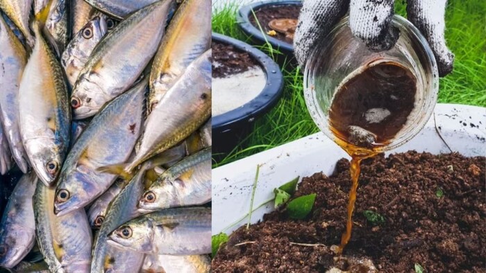 मछली खाद पौधों के लिए है फायदेमंद. (सांकेतिक फोटो)