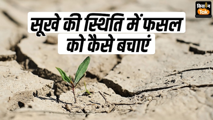 फसल पर सूखे की मार