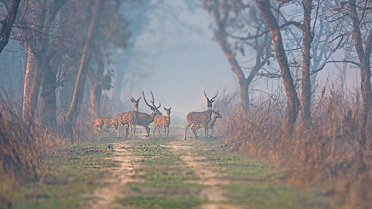 प्रधानमंत्री वन धन योजना के तहत उत्तर प्रदेश वन निगम का बड़ा कदम