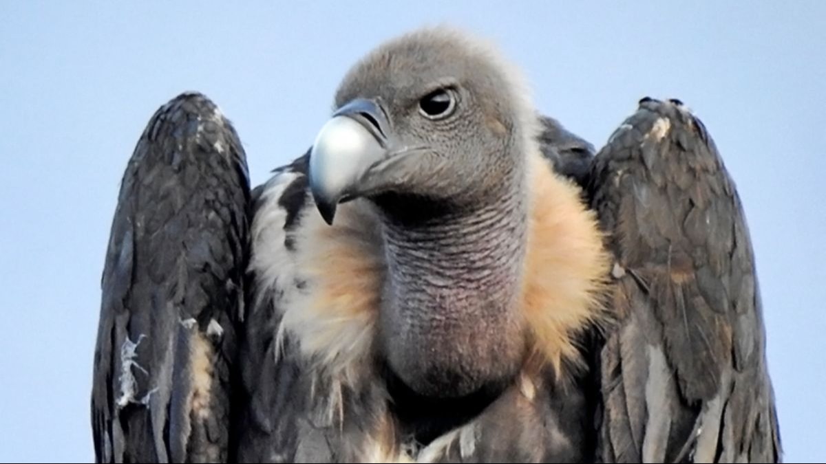 गिद्ध विलुप्ति के कगार पर, फोटो सौजन्य से VCBC